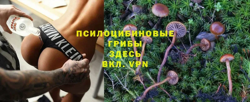 Псилоцибиновые грибы Cubensis  купить   Чкаловск 